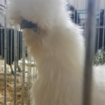 IMG-20191119-WA0016