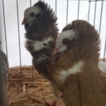 IMG-20191119-WA0026